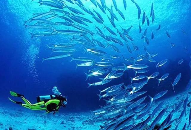 海盗的荣誉